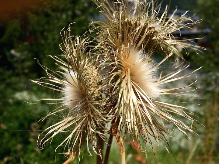 A29a1af907c24054b4162a06ed349bd6