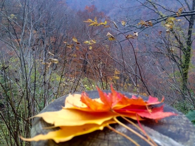 349c8fdf653f467285bb7fbd0754d54d_1