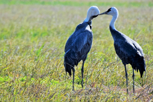 84e8310a7b9f5548e9b479a92ae9ee13