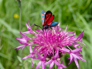 P7110454_2